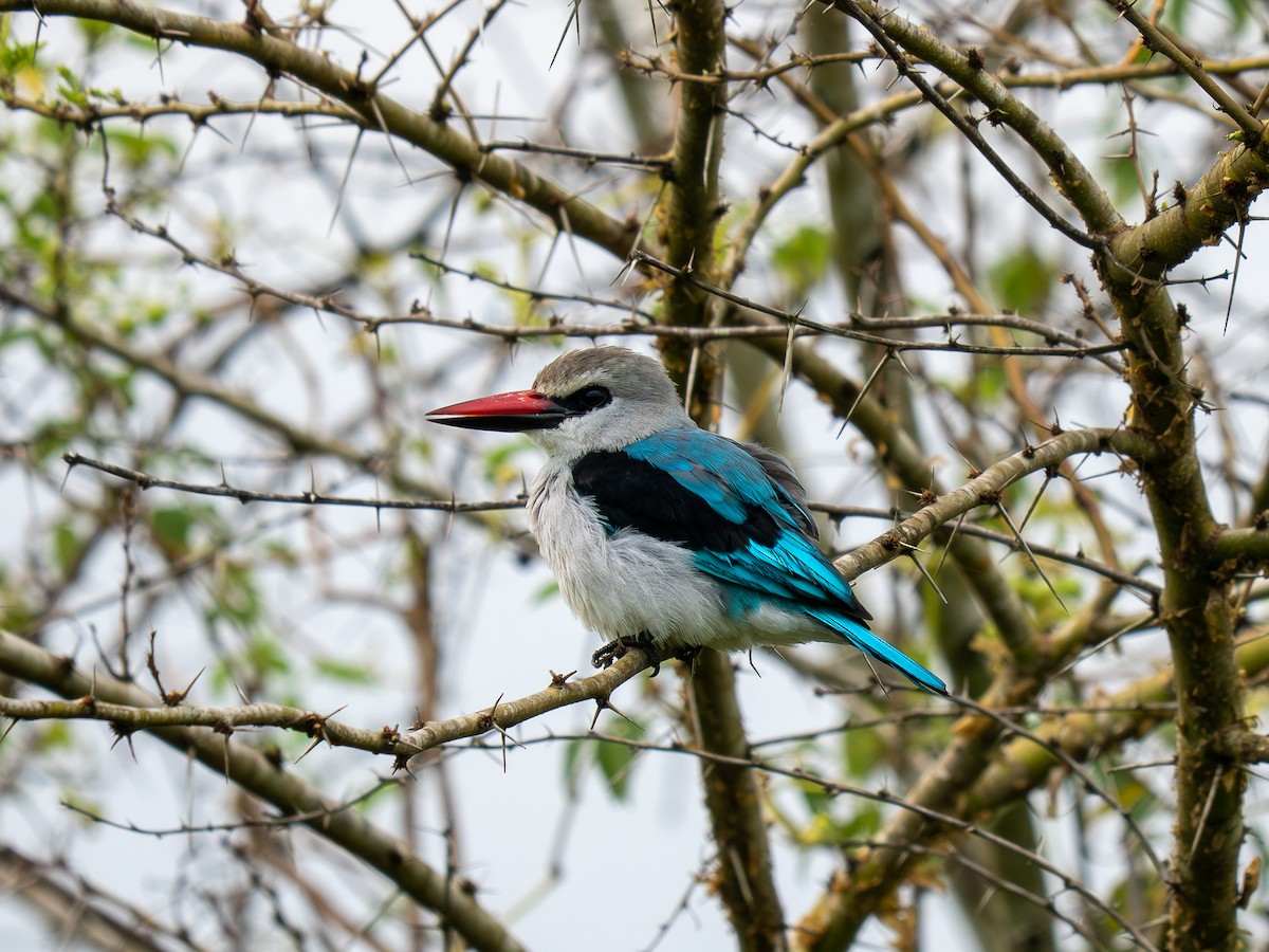 Woodland Kingfisher - ML642845588