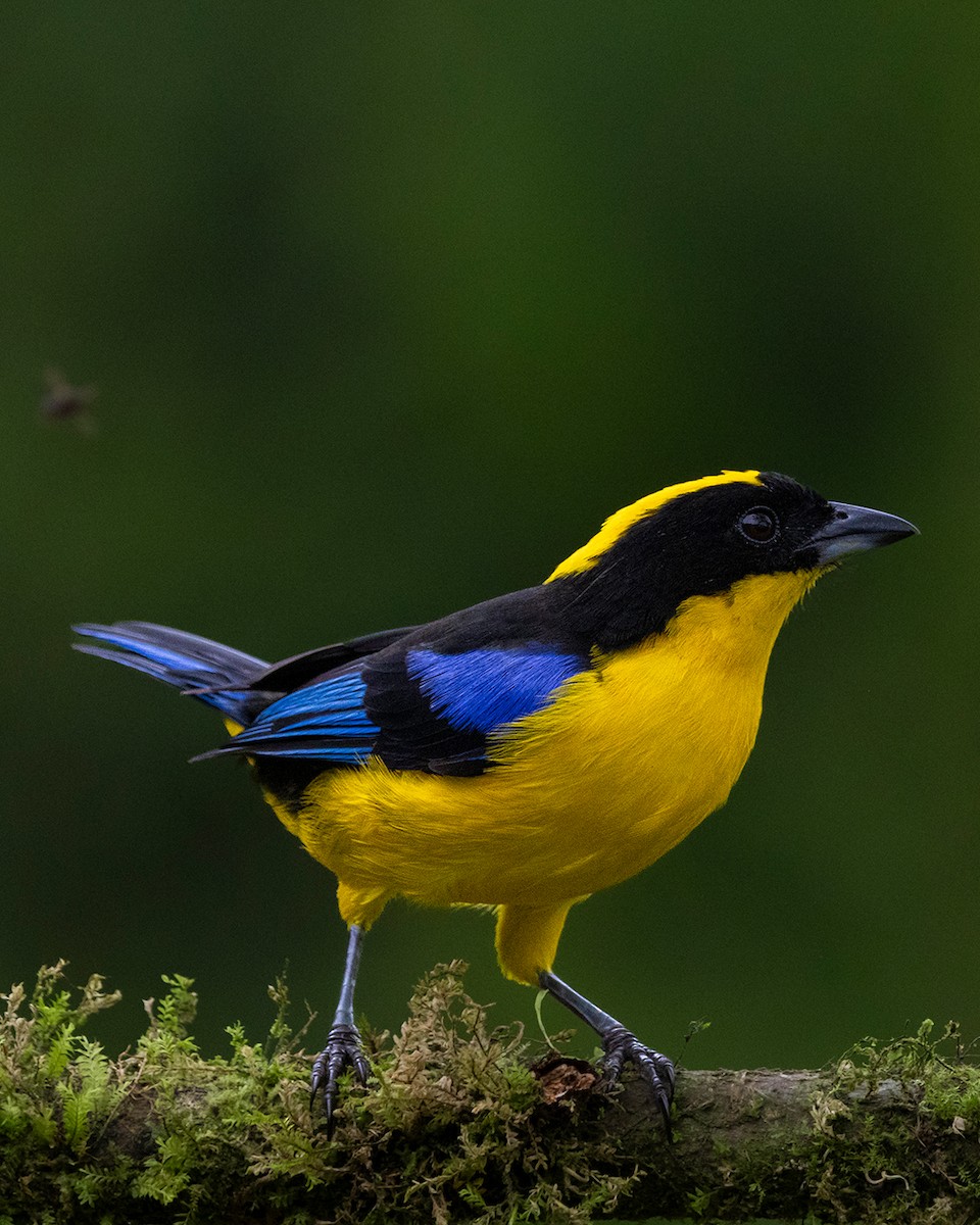 Blue-winged Mountain Tanager - ML642845589
