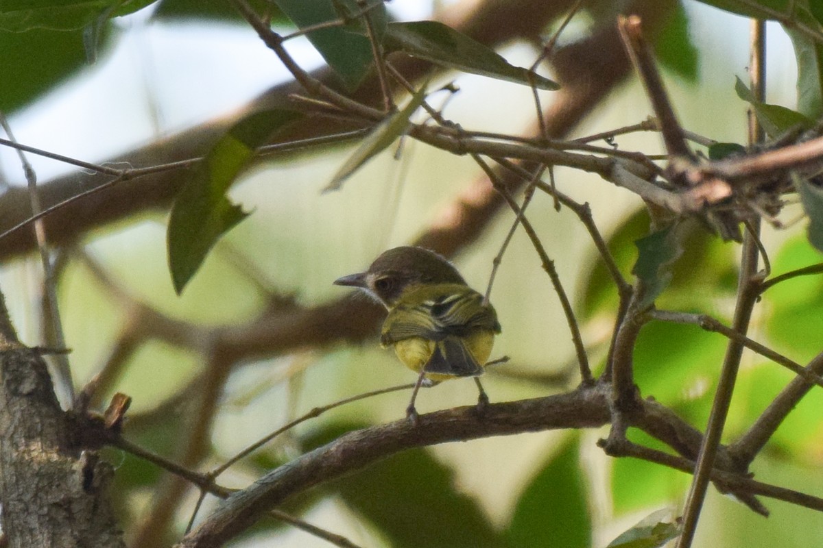 Stripe-necked Tody-Tyrant - ML642845593