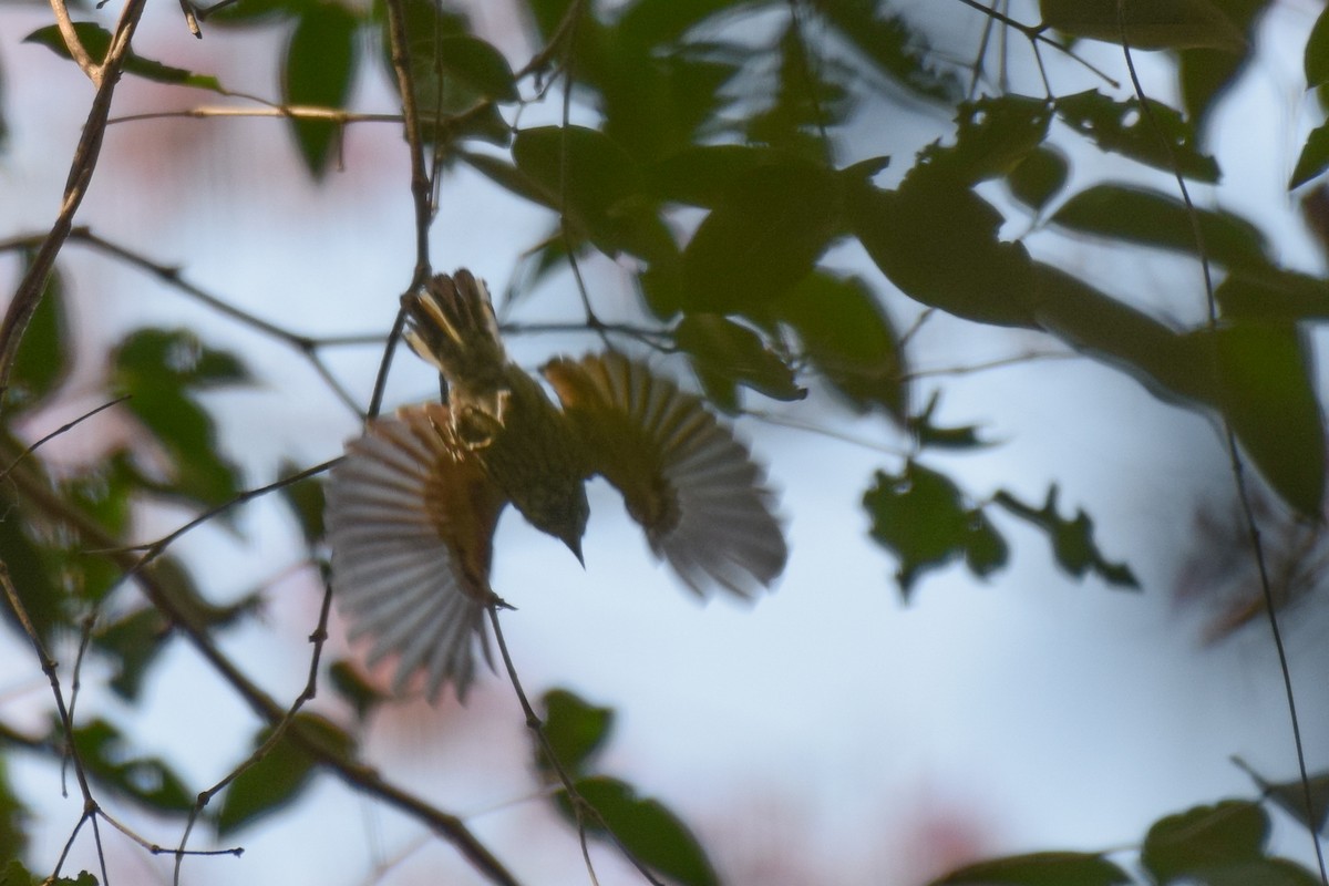Stripe-necked Tody-Tyrant - ML642845594