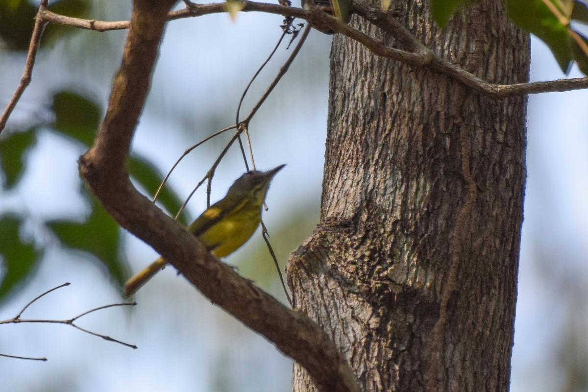 Stripe-necked Tody-Tyrant - ML642845596