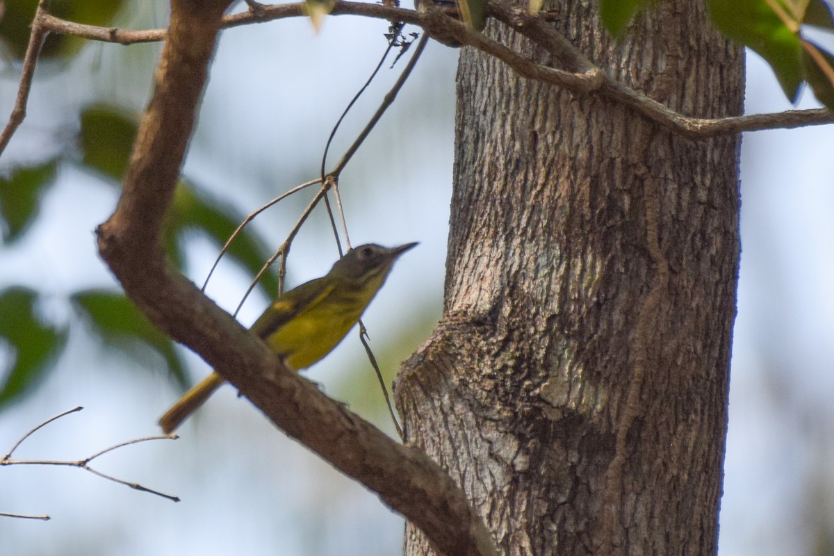 Stripe-necked Tody-Tyrant - ML642845597