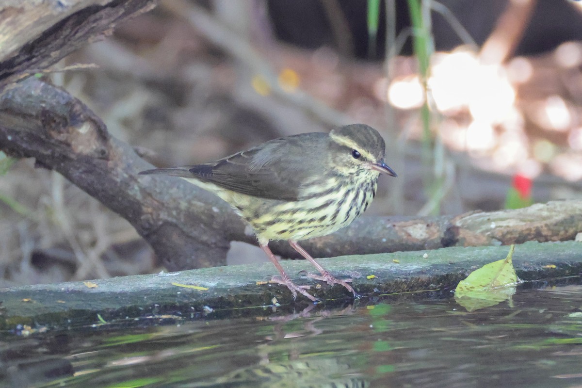 Northern Waterthrush - ML642845598
