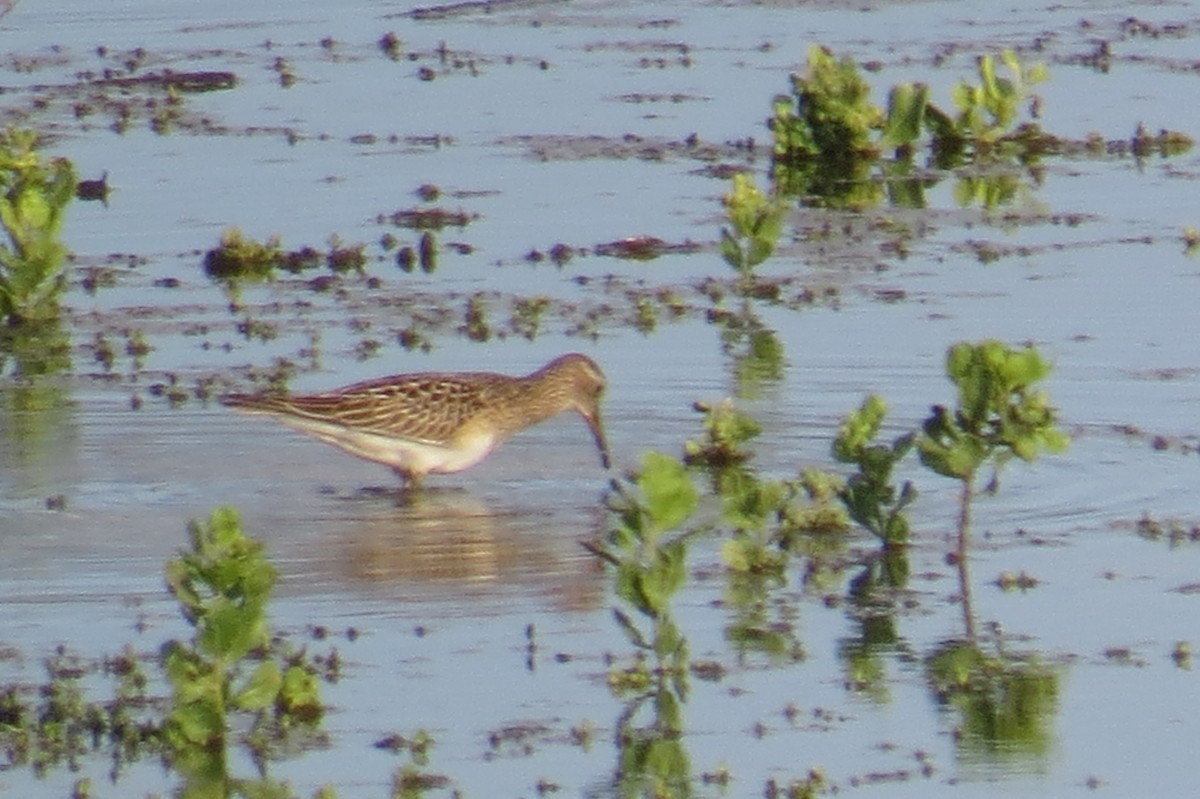 Pectoral Sandpiper - ML642845599