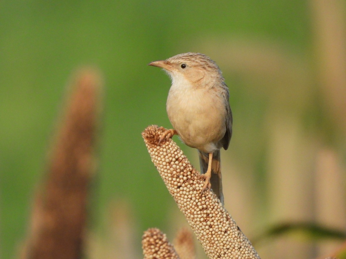 Common Babbler - ML642845601
