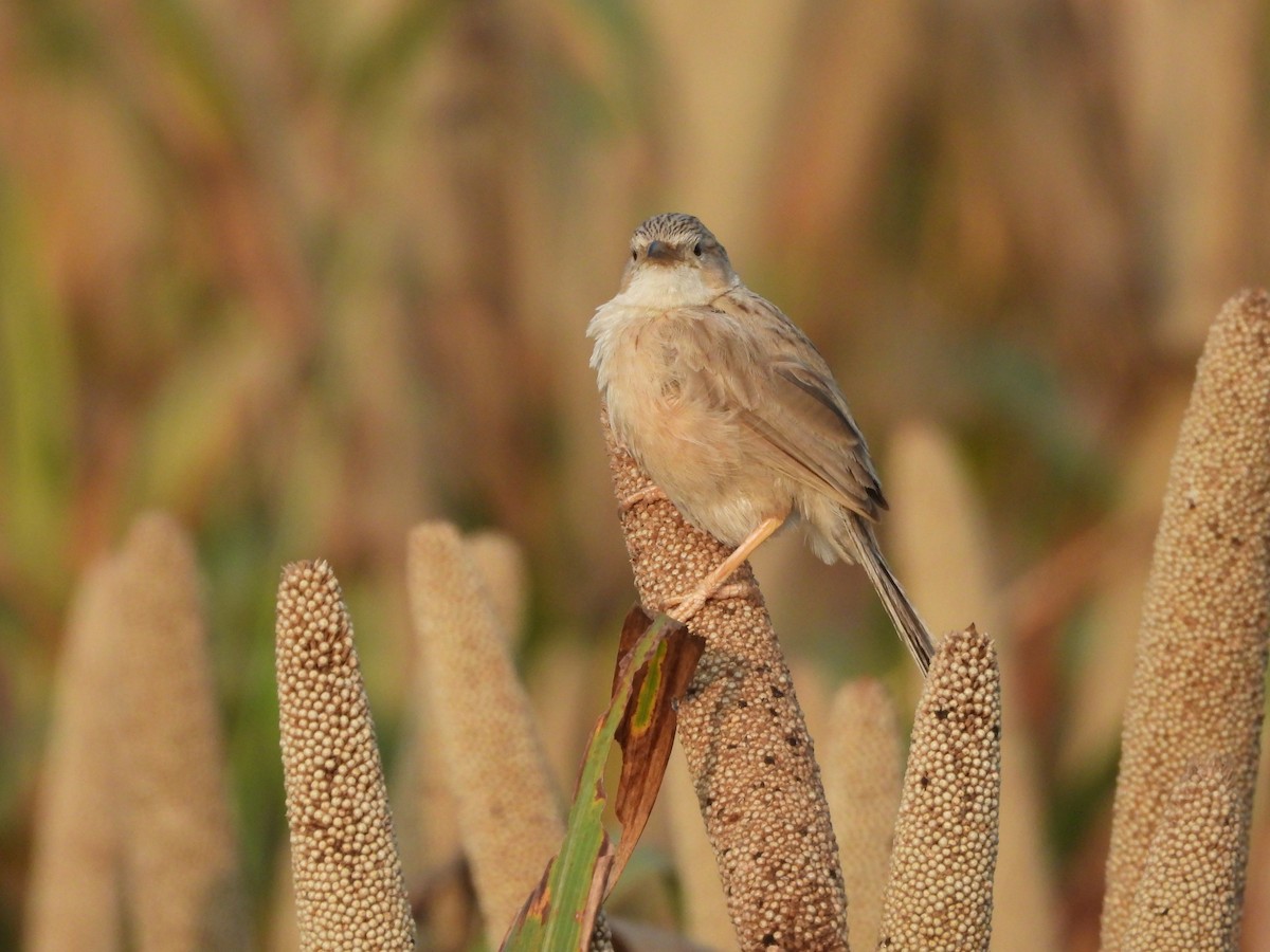 Common Babbler - ML642845602