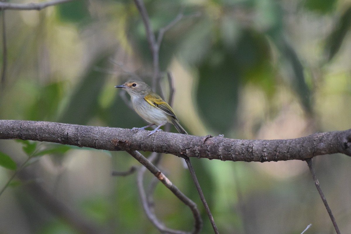 Pearly-vented Tody-Tyrant - ML642845603