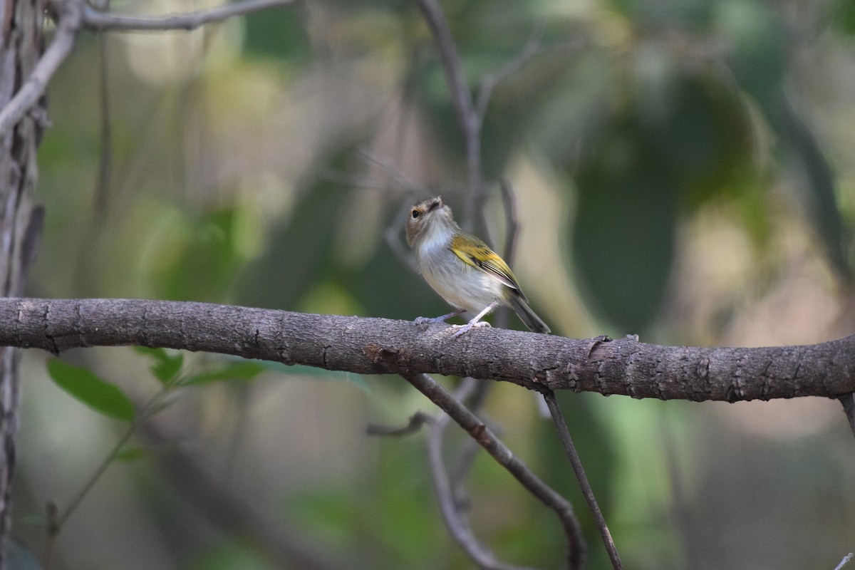 Pearly-vented Tody-Tyrant - ML642845605