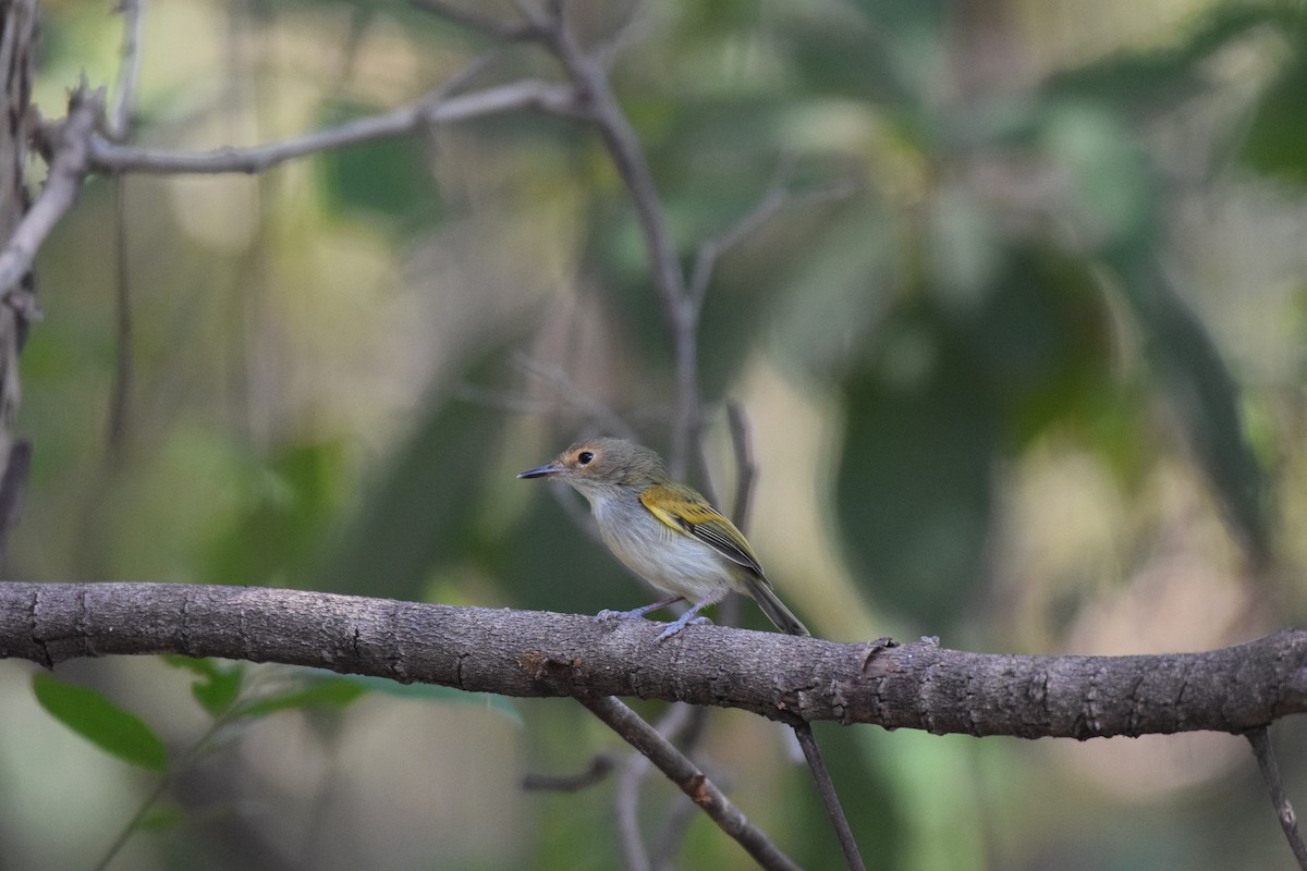 Pearly-vented Tody-Tyrant - ML642845606