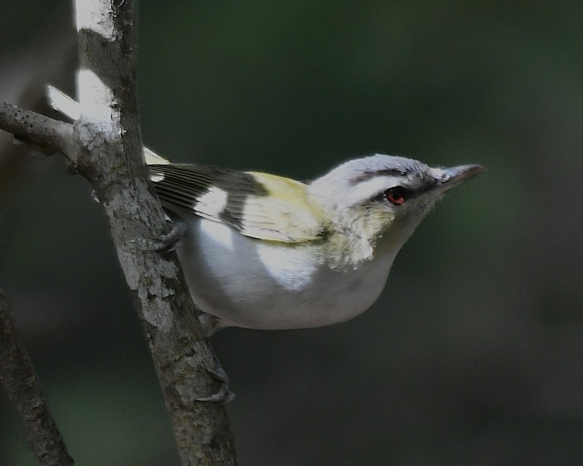 Vireo begigorria - ML642845607