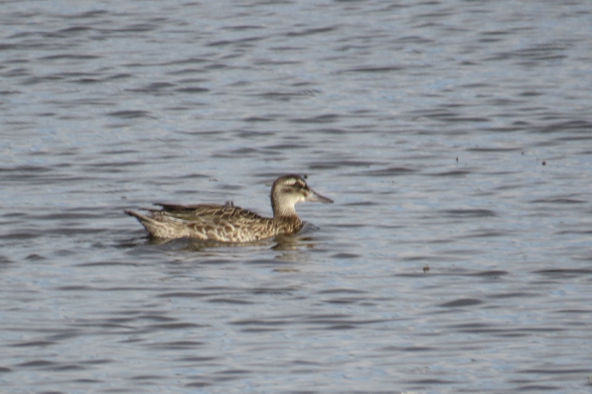 Garganey - ML642845609