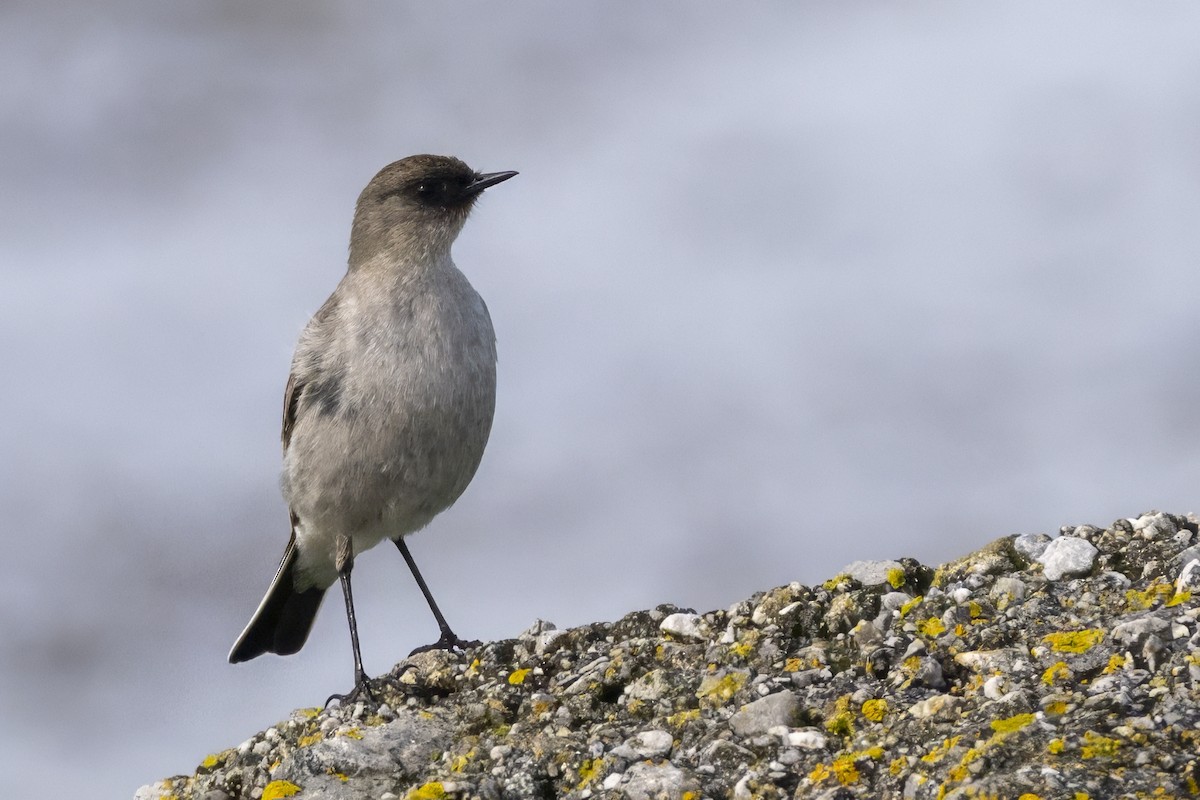 Dormilona Carinegra - ML642845610
