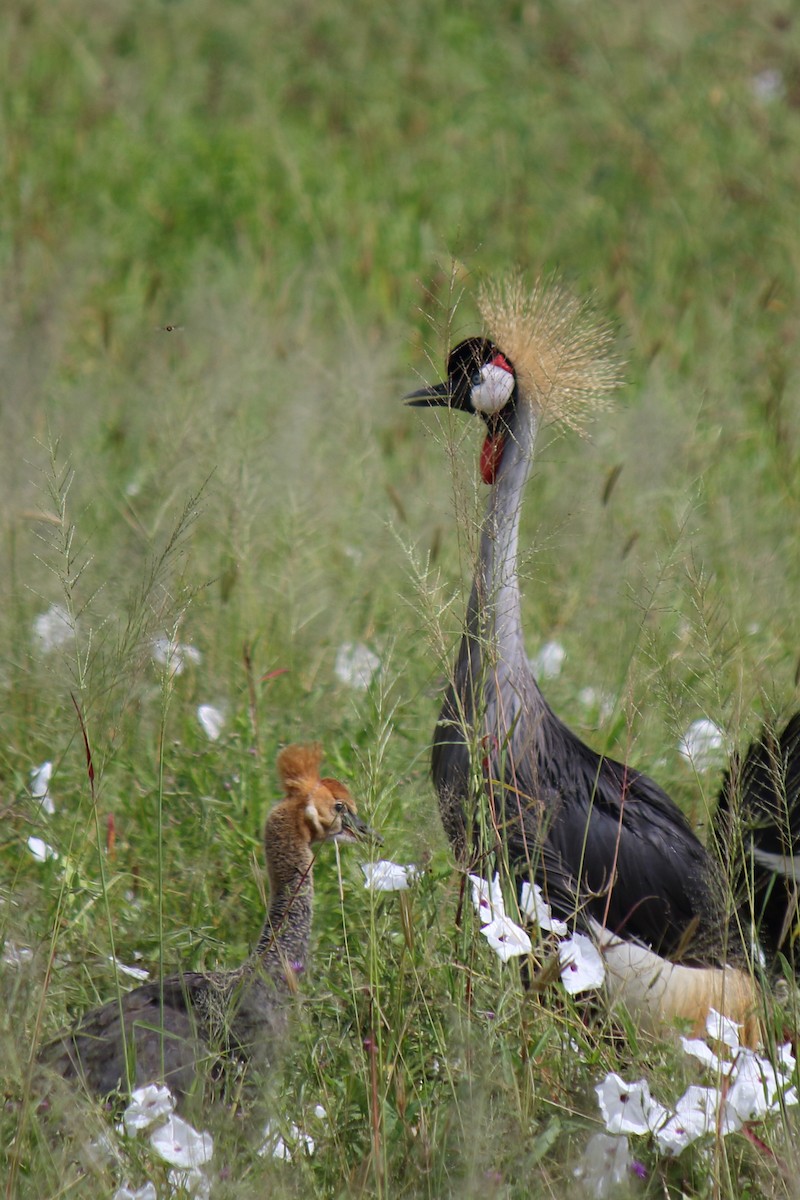 Gray Crowned-Crane - ML642845613