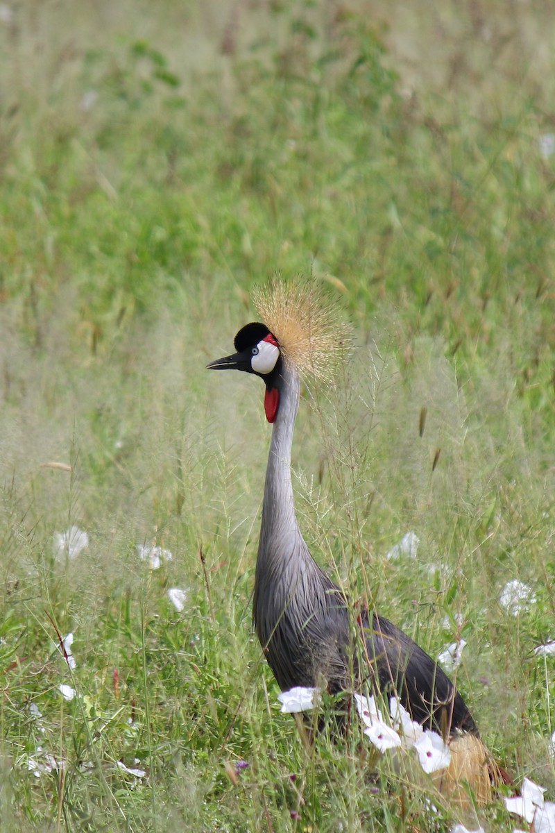 Gray Crowned-Crane - ML642845614