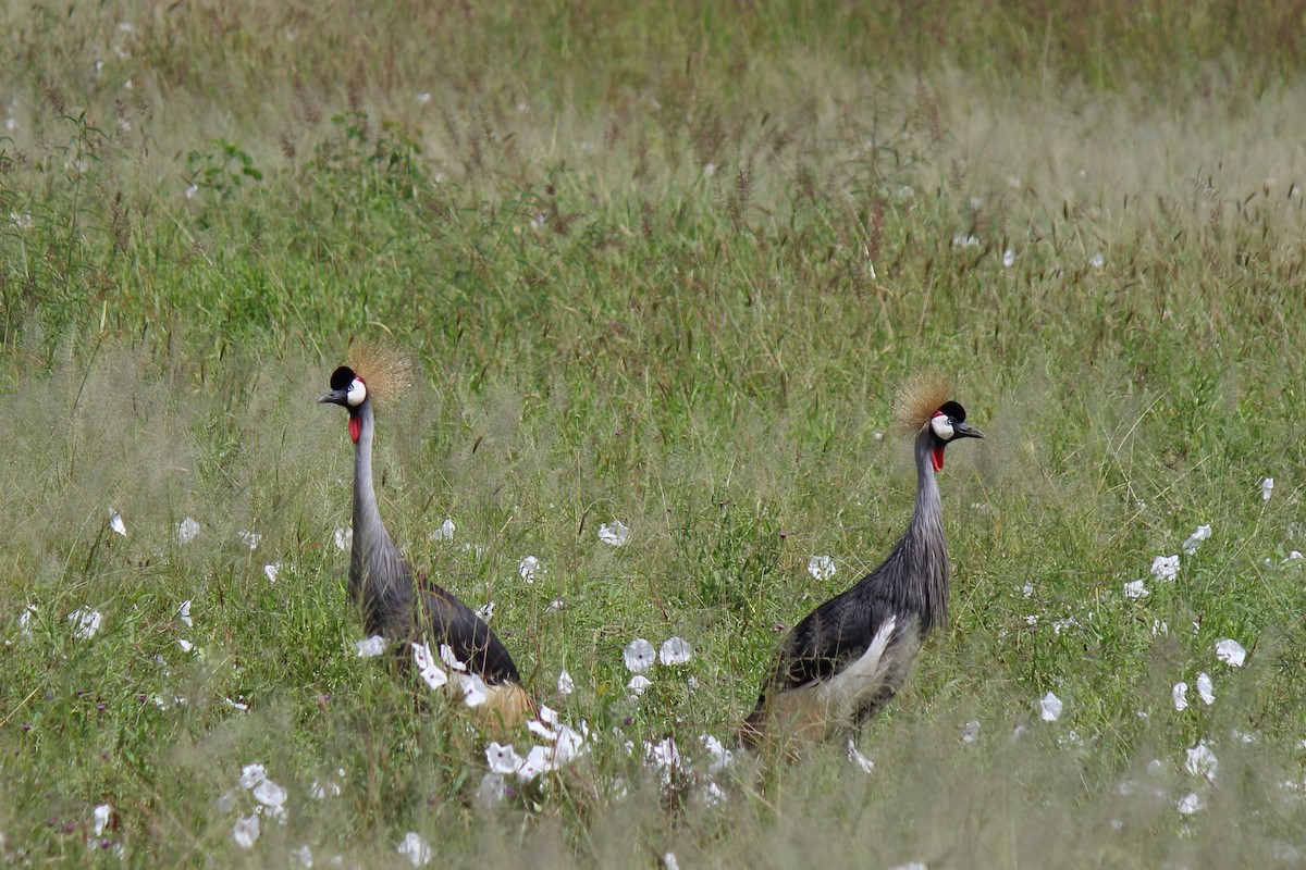 Gray Crowned-Crane - ML642845615