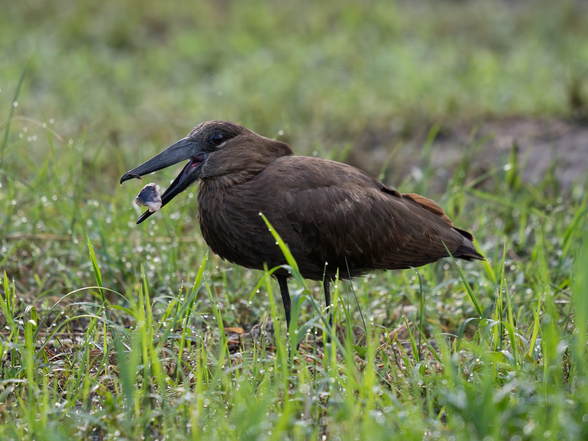 Hamerkop - ML642845616