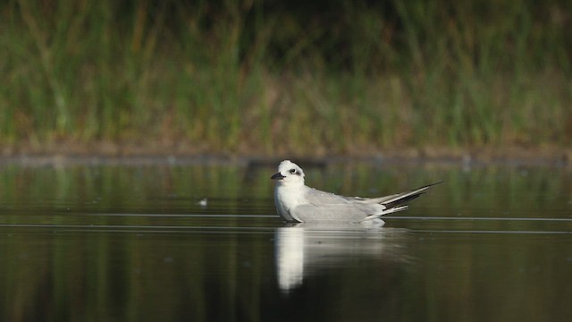 Gull-billed Tern - ML642845617