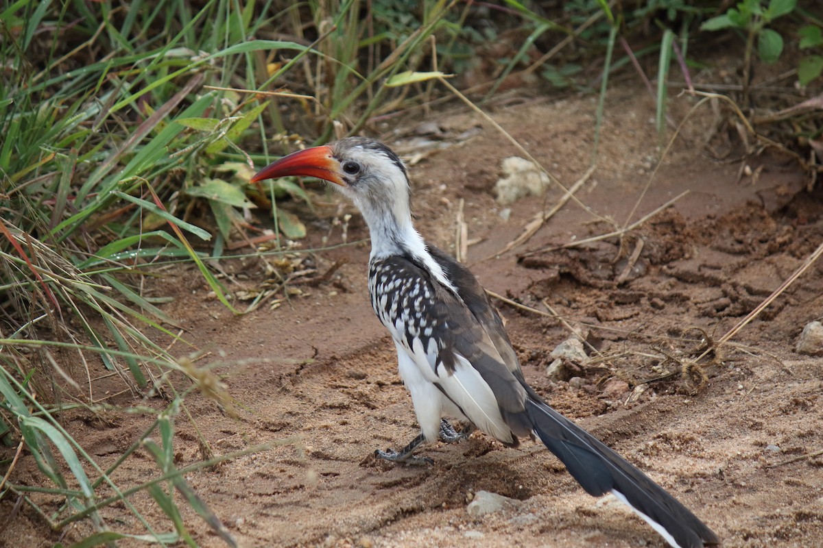 Northern Red-billed Hornbill - ML642845626