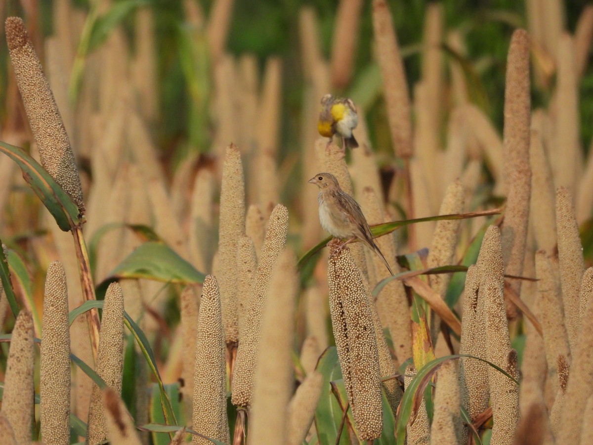 Baya Weaver - ML642845637