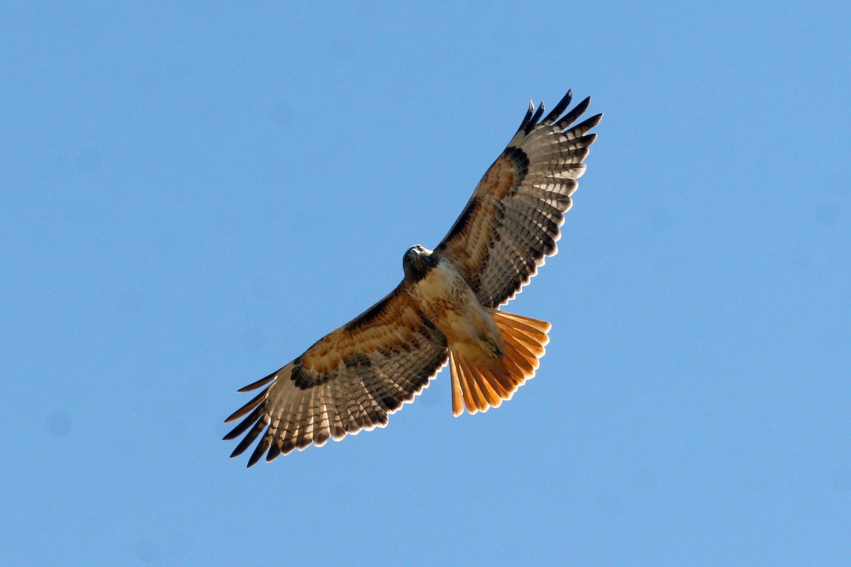 Zapelatz buztangorria - ML642845639