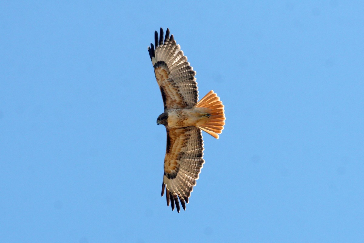 Zapelatz buztangorria - ML642845644