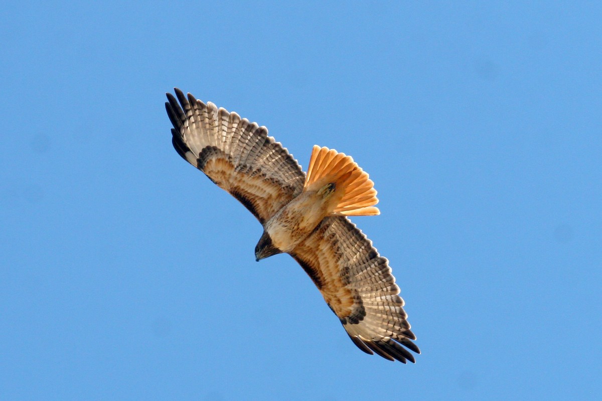 Zapelatz buztangorria - ML642845646