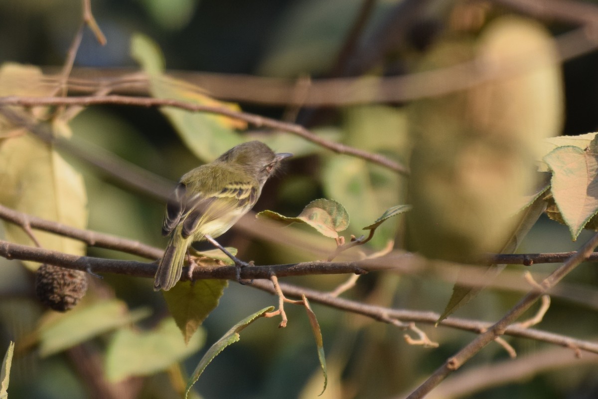 Pearly-vented Tody-Tyrant - ML642845651