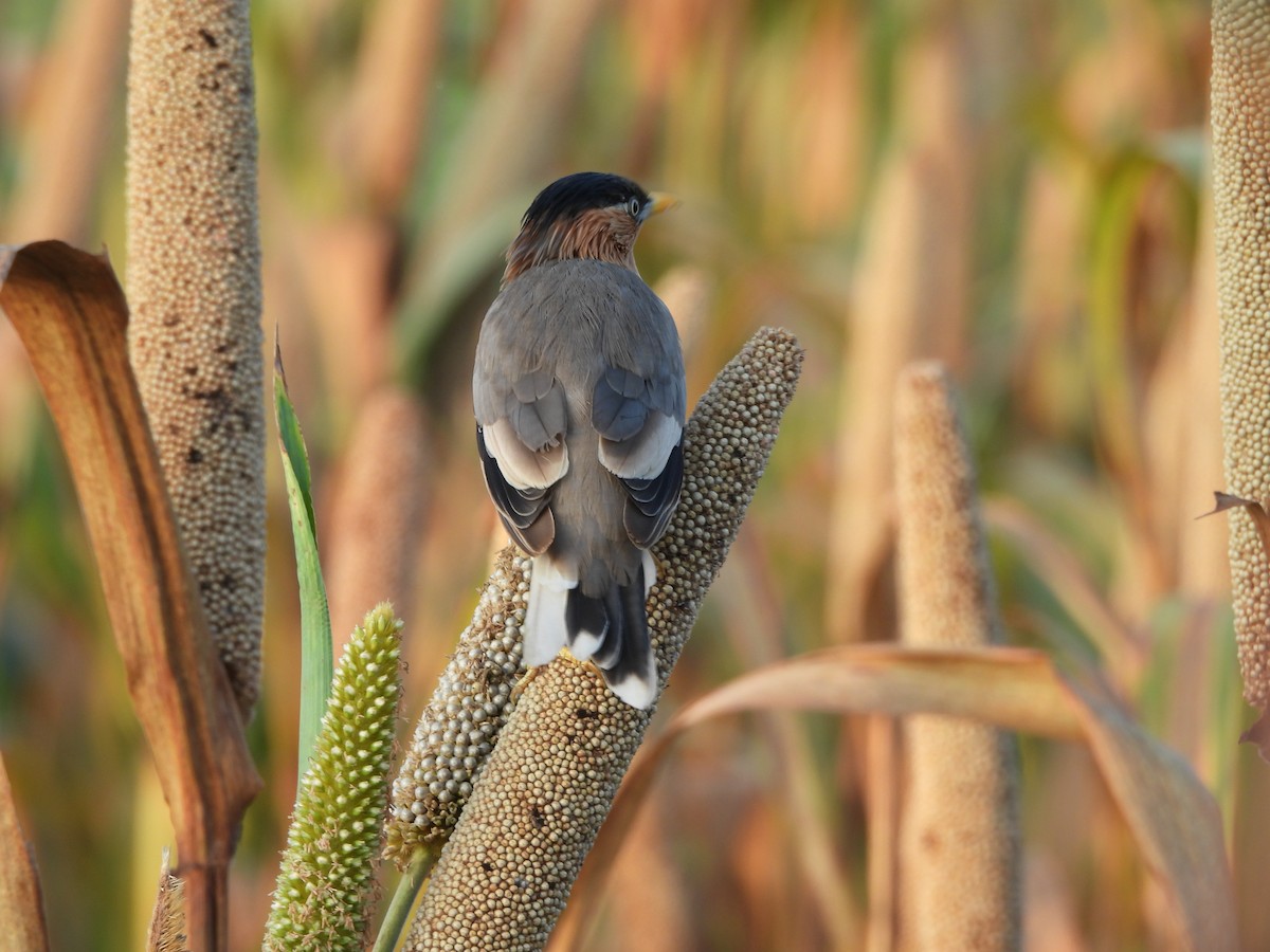 Brahminy Starling - ML642845659