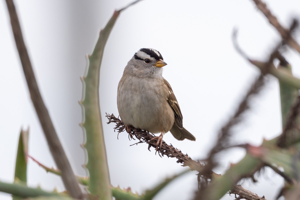 White-crowned Sparrow - ML642845663