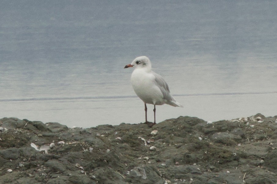 Mediterranean Gull - ML642845666