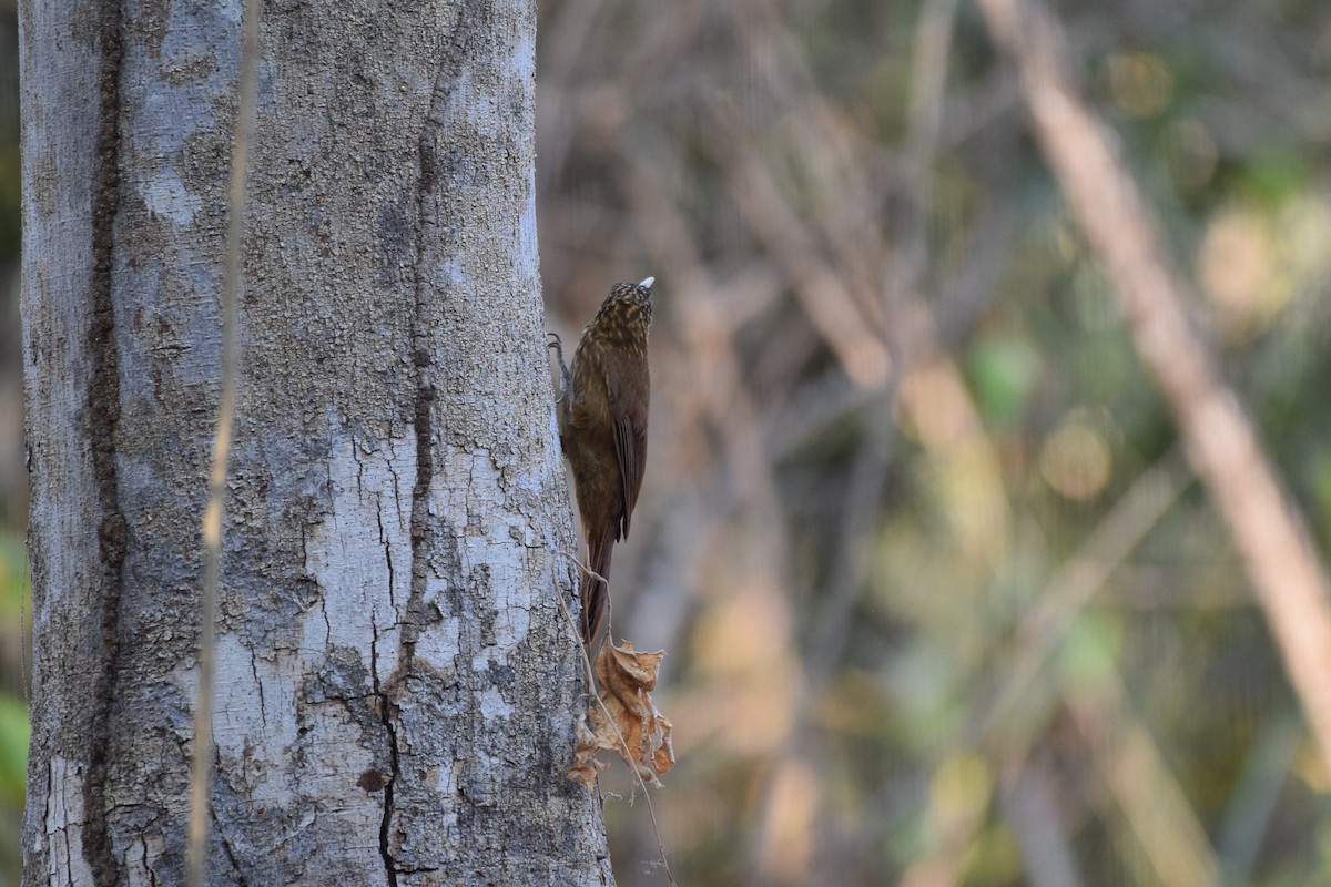 Buff-throated Woodcreeper - ML642845667
