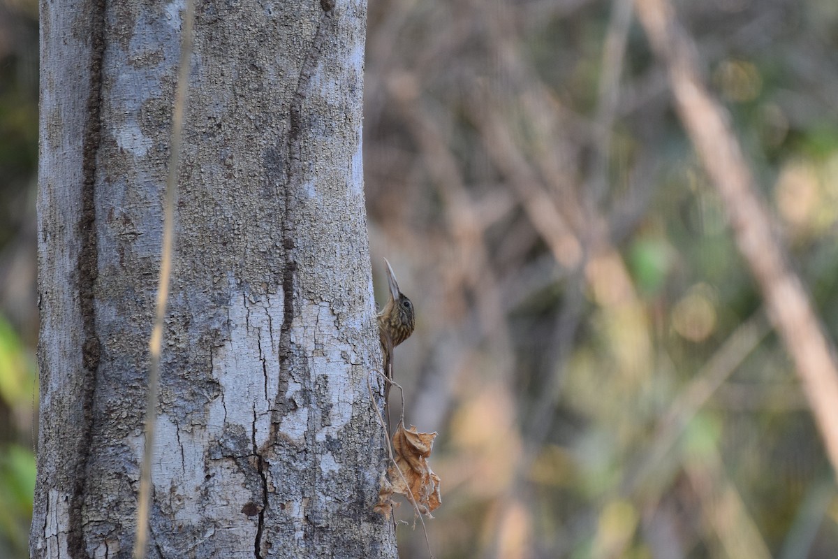 Buff-throated Woodcreeper - ML642845668