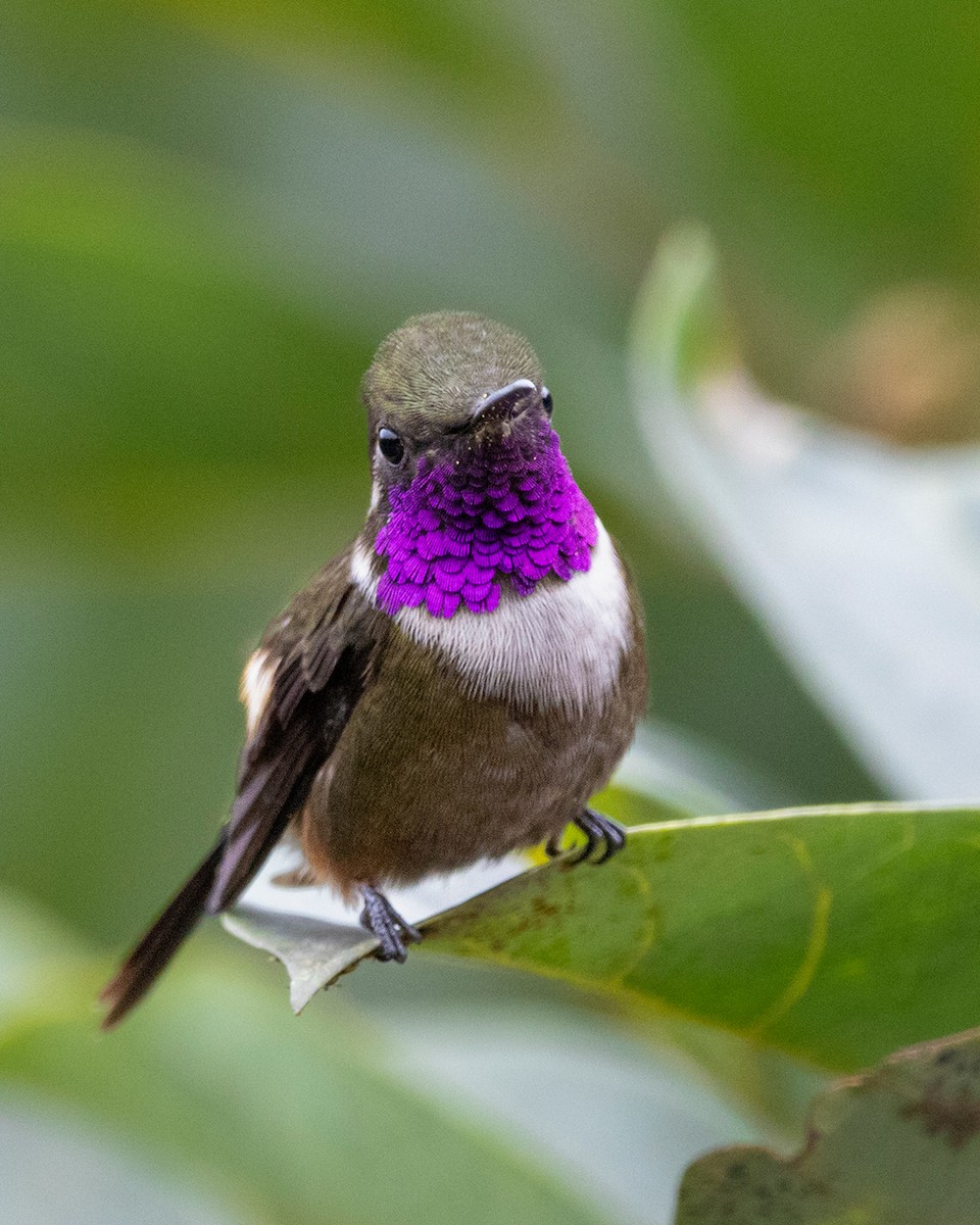 Purple-throated Woodstar - ML642845672