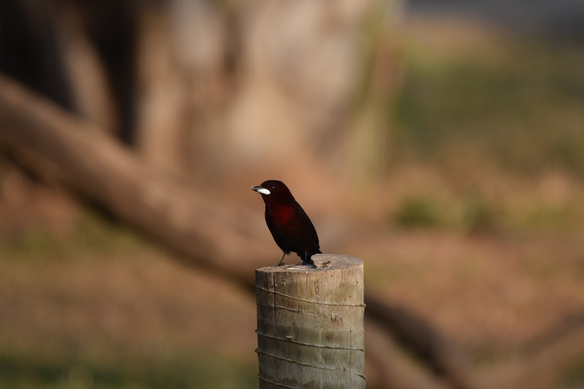 Silver-beaked Tanager - ML642845677