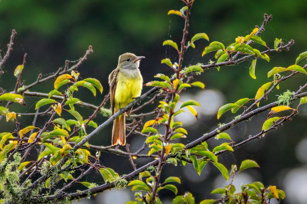 Great Crested Flycatcher - ML642845693