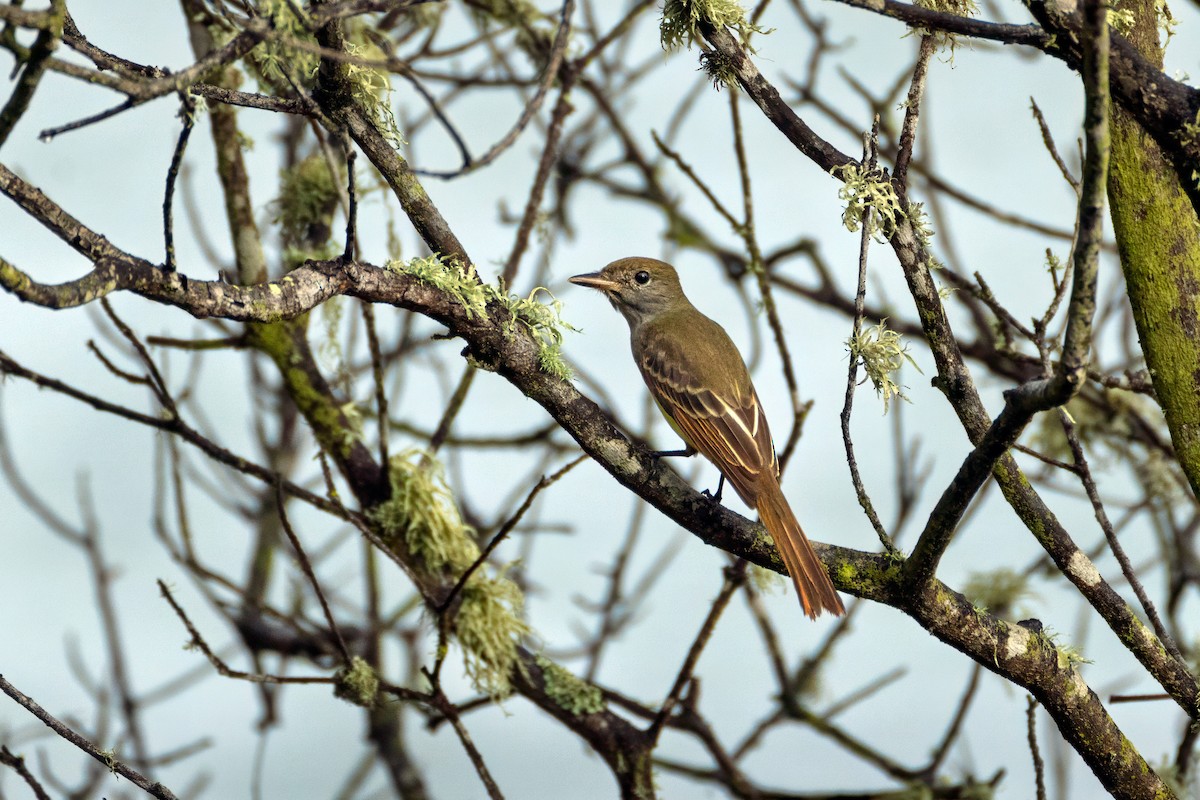 Great Crested Flycatcher - ML642845694