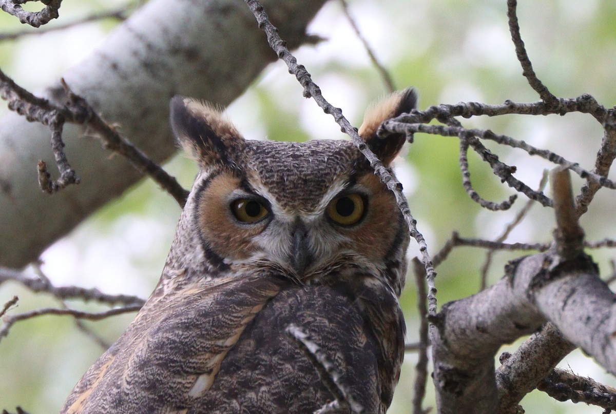 Great Horned Owl - ML642845695
