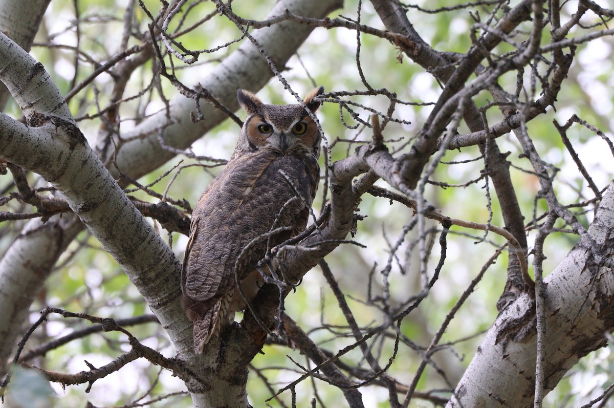 Great Horned Owl - ML642845696