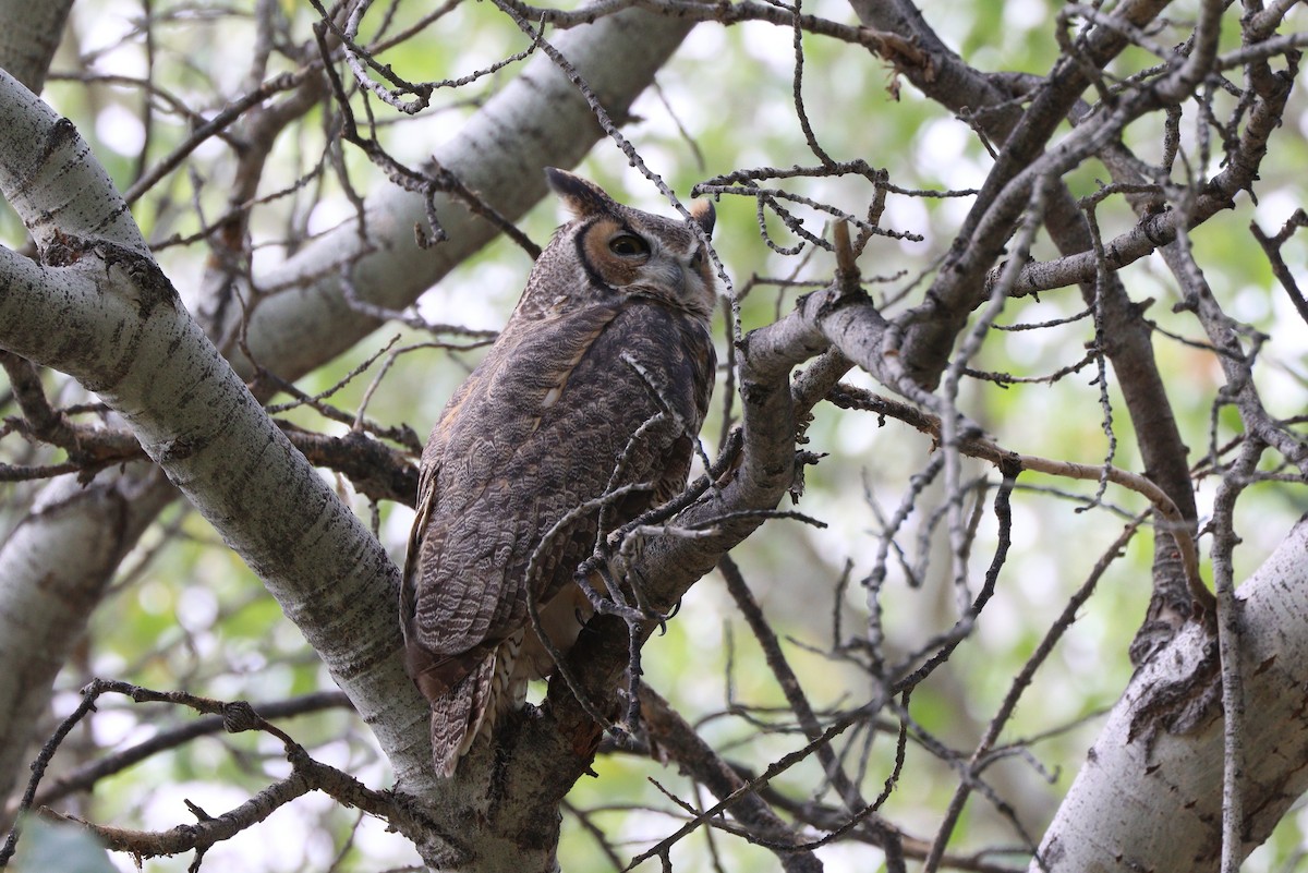 Great Horned Owl - ML642845697