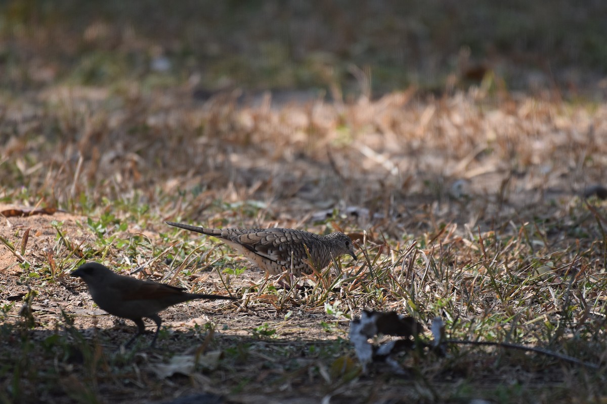 Scaled Dove - ML642845699