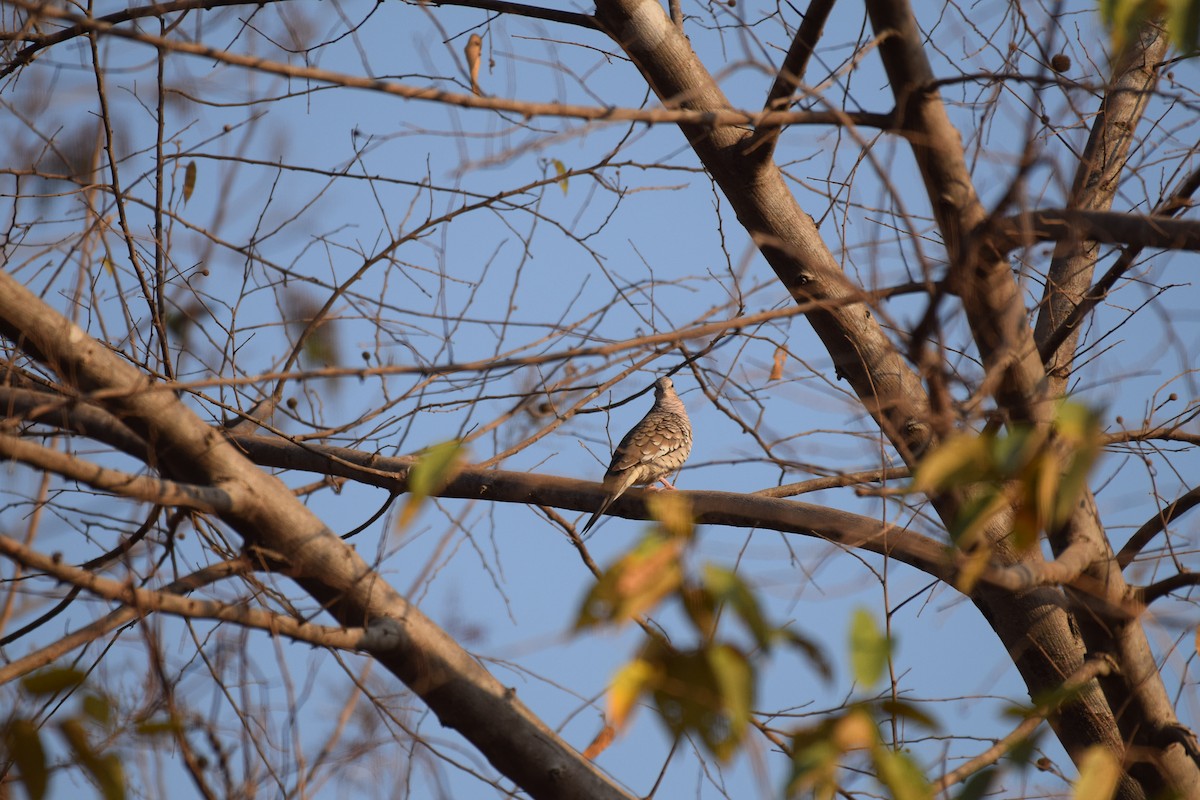Scaled Dove - ML642845700
