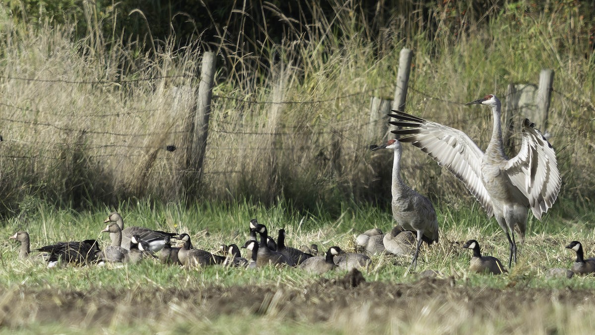 Sandhill Crane - ML642845701