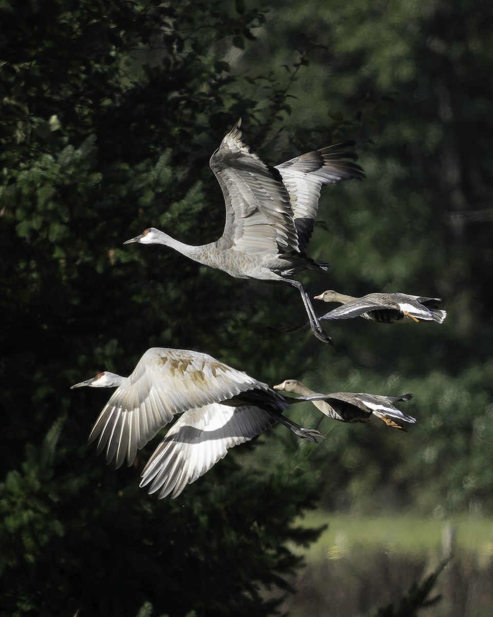 Sandhill Crane - ML642845702