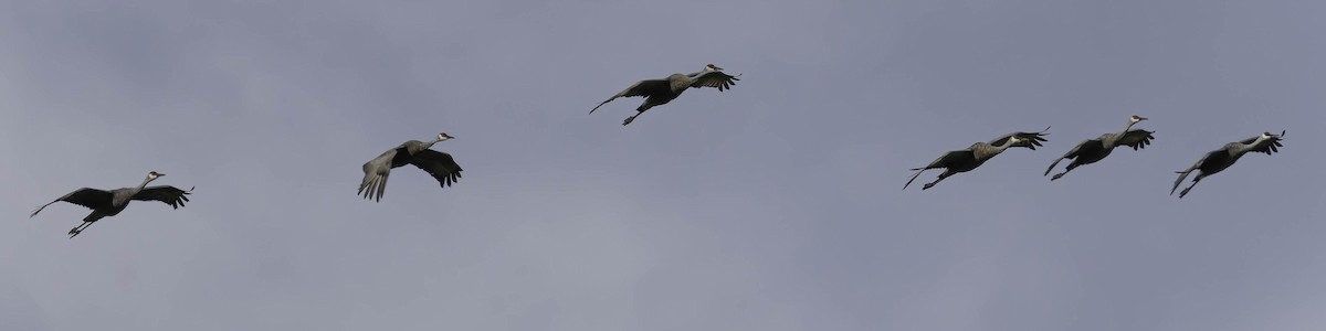 Sandhill Crane - ML642845703