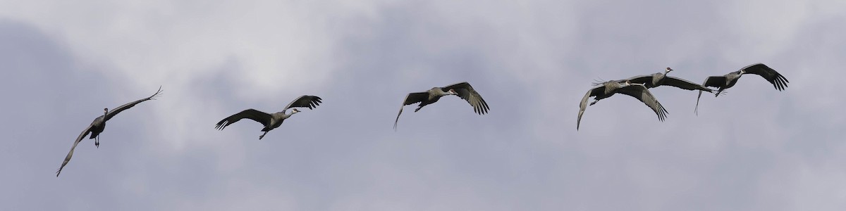 Sandhill Crane - ML642845705