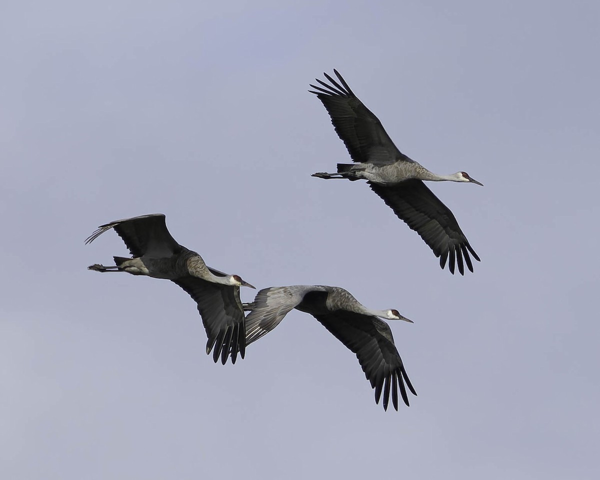 Sandhill Crane - ML642845706