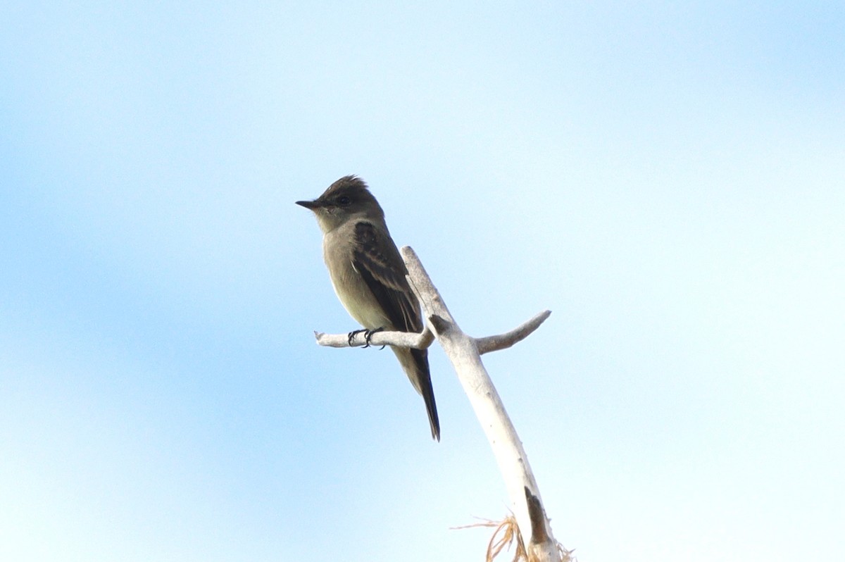 Western Wood-Pewee - ML642845709