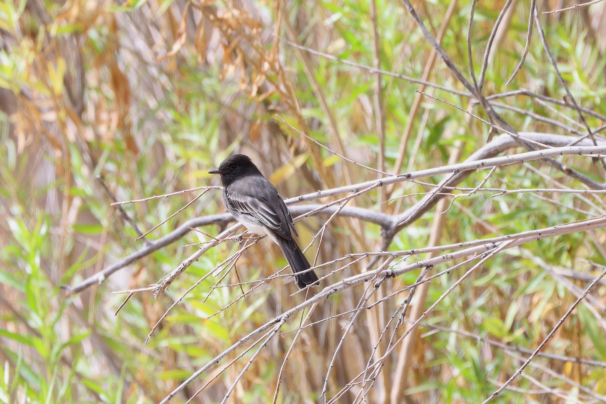 Black Phoebe - ML642845715