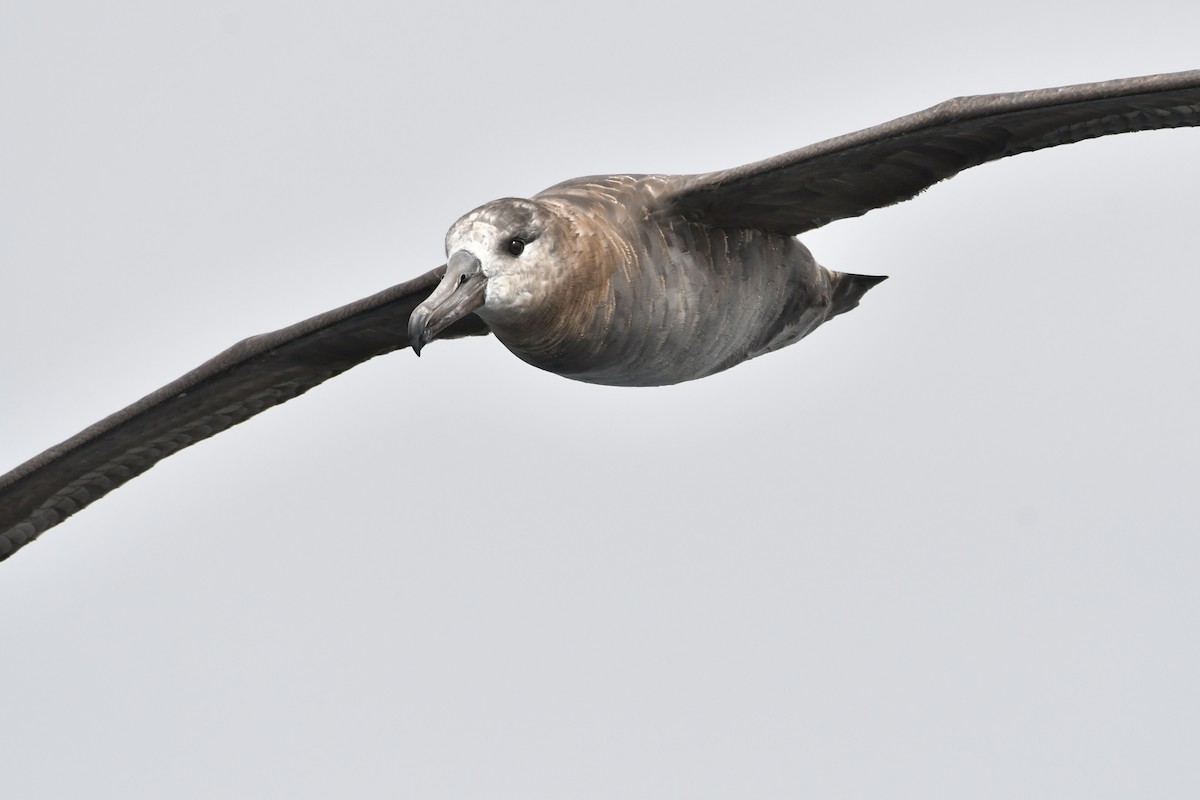 Black-footed Albatross - ML642845723