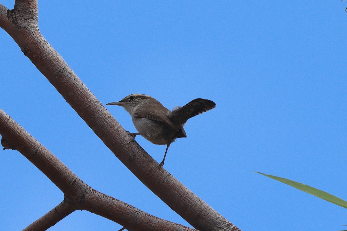 Bewick's Wren - ML642845724